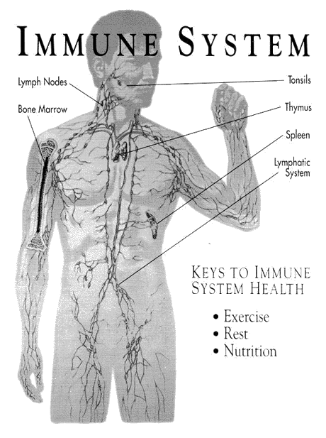 immune chart